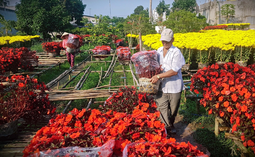 Chỉ sau vài tháng chăm sóc, hoa trong các nhà vườn đã sẵn sàng cho vụ Tết.